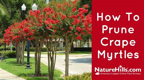 pruning crape myrtle trees correctly - Oralia Colwell