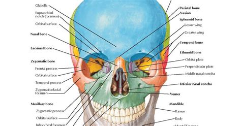 Skull: Anterior View Anatomy Frontal bone : Glabella, Supraorbital ...