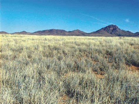 Hidden Categories - Ecoregions - Chihuahuan Desert Trans-Pecos - Page 1 ...