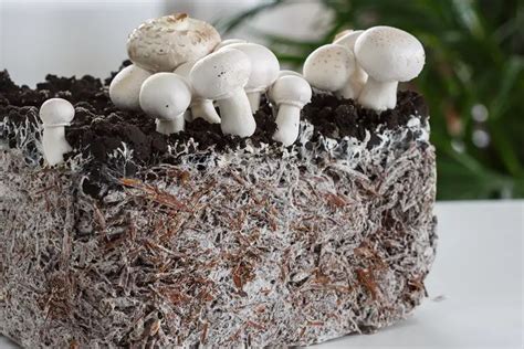 Hydroponic Mushrooms: Ultimate Growing Guide - The Hydroponics Planet