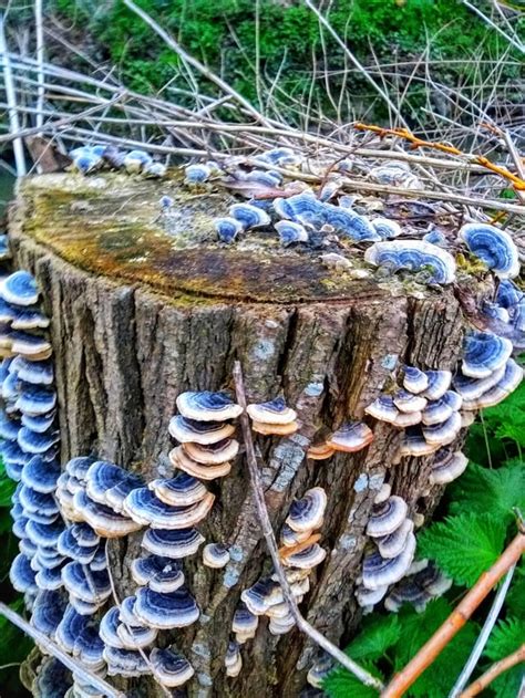 Magnificent fungus on tree stump, United Kingdom : mycology