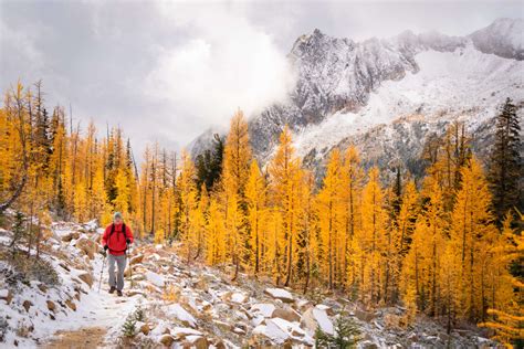 The Best Golden Larch Hiking Trails In Washington State - Jess Wandering