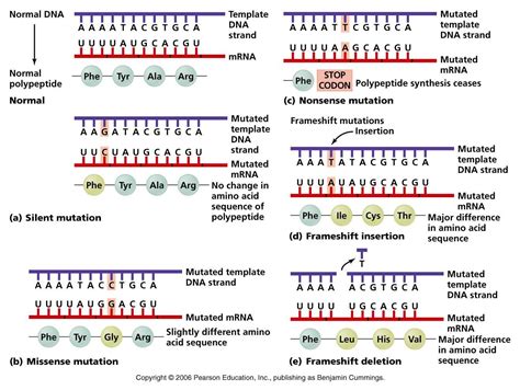 Point Mutations | MCAT | Pinterest | Point mutation