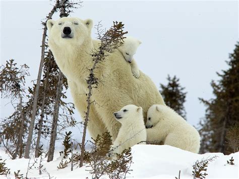 polar bear evolution | polarbearscience