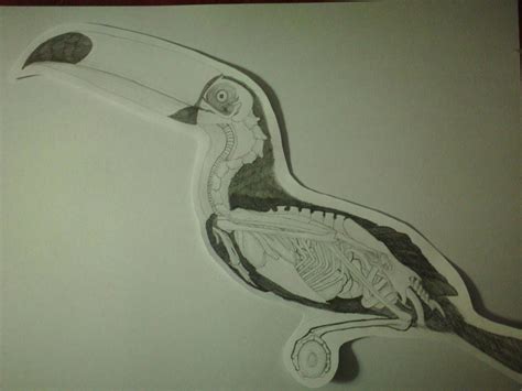 Toucan Anatomy by https://www.deviantart.com/juandiego1993 on ...