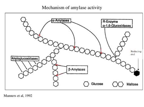 Presentation on Amylase enzyme