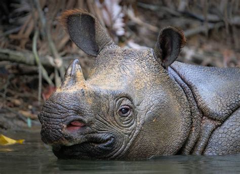 Javan rhinoceros | Population, Habitat, & Facts – Rhove