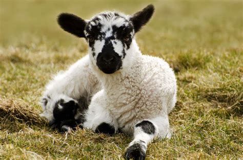 Lamb Free Stock Photo - Public Domain Pictures