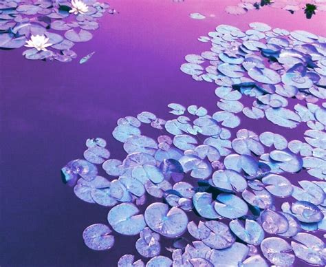 lotus water violet purple aesthetic nature | Sfondi, Lilla, Viola