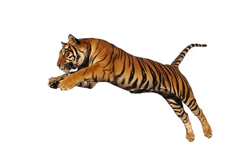 Tiger PNG Transparent Images, Tiger Face, Angry Tiger, Animal - Free ...