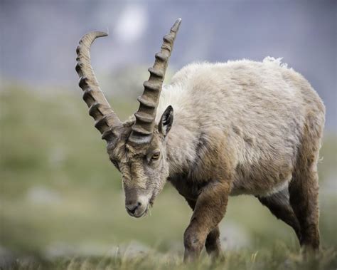 12 Iconic Animals in Italy and Where to Find Them | Weird Italy