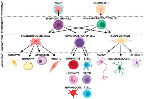 Biomedicines | Free Full-Text | Multilineage-Differentiating Stress ...