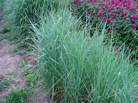 Lovegrass Farm: Panicum virgatum Ornamental Grass at Lovegrass Farm