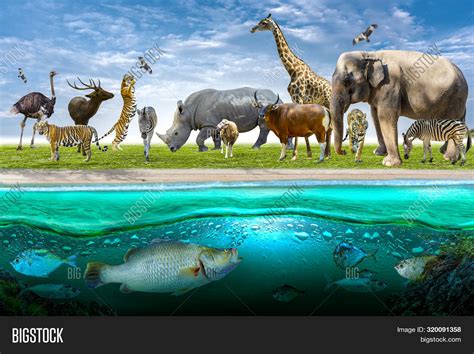 Wildlife Conservation Image & Photo (Free Trial) | Bigstock