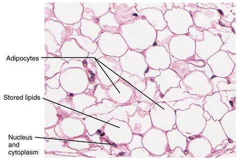 Adipose Tissue: Histology | Concise Medical Knowledge