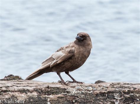 The science behind caramel crows