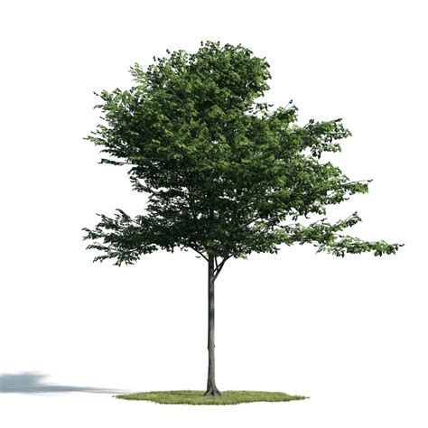 3d archmodels vol 171 trees