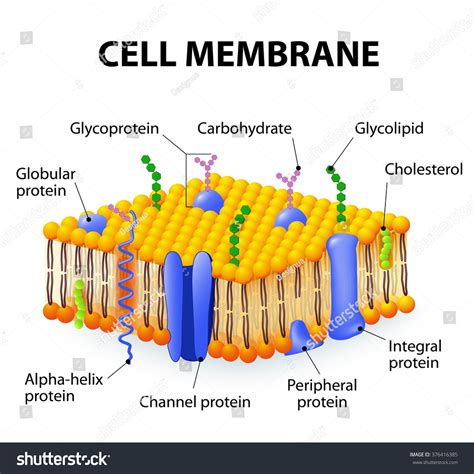 A Detailed Diagram Models Of Cell Membrane Stock Vector Illustration ...