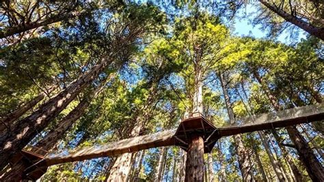 Trees of Mystery Opens the Redwood Canopy Trail – NBC Los Angeles