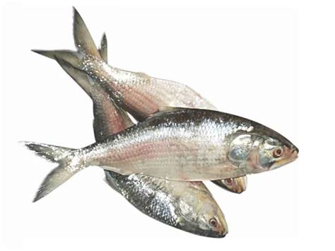 8 Surprising Facts About Hilsa Fish Benefits - Cool Facts