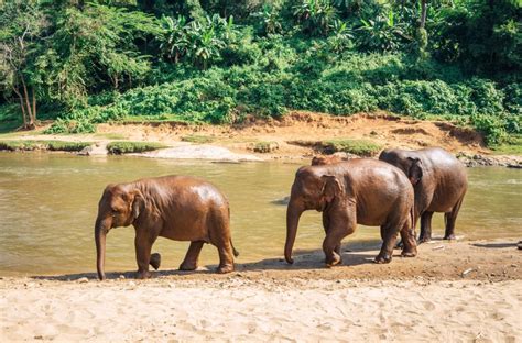 Elephant Nature Park in Chiang Mai, Thailand - CK Travels