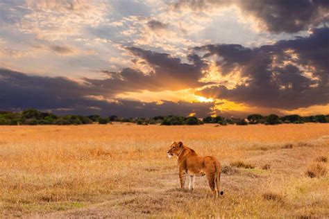 African Grasslands Animals