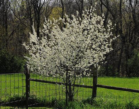 Prunus americana page