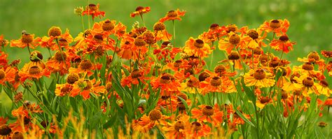 Keep Your Garden Colorful With Late Summer-Blooming Perennials