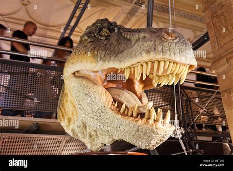 UK, London, Kensington, Natural History Museum, T-Rex Dinosaur exhibit ...