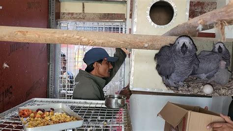 African Grey Parrot Breeding Progress at Our New Breeding Farm. - YouTube