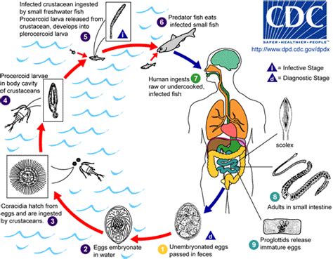 Tapeworm Diphyllobothrium Latum Various Stages In The Life Cycle ...