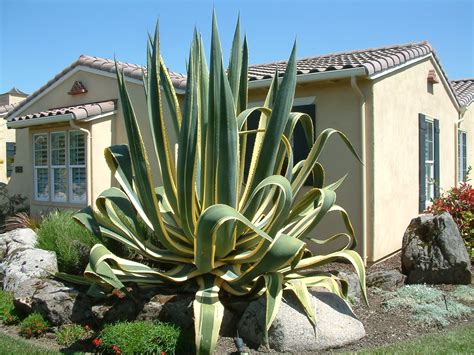 Agave americana 'Variegata' | Plants, Agave, Americana