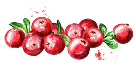 Royalty Free Cranberry Harvest Clip Art, Vector Images & Illustrations ...