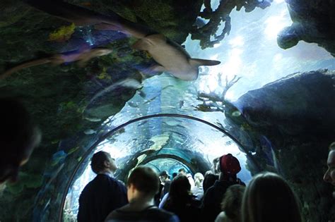 Mall of America Trip, Aquarium! | Bloomington Attractions | Pinterest