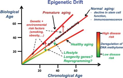 Putative effects of epigenetic drift. In normal ageing, whereby an ...