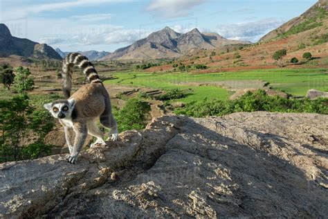 Ring-tailed lemur (Lemur catta) in habitat, Anjaha Community ...