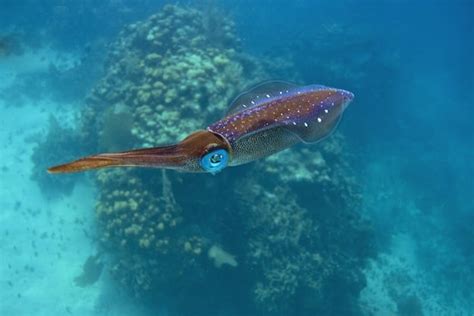 Squid Habitat - Squid Facts and Information