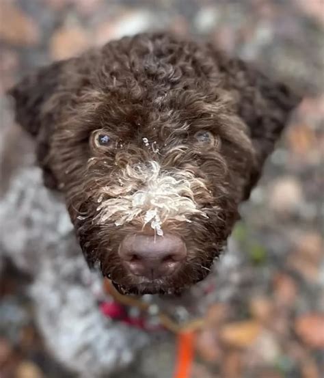 Lagotto Romagnolo: The Italian Truffle Hunting Dog – This Way To Italy