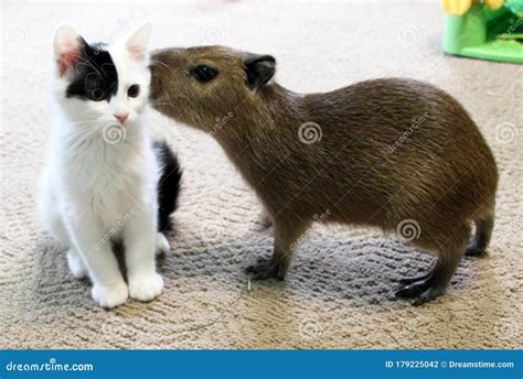 Baby Capybara Pet