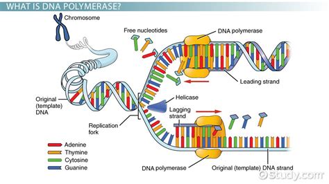 DNA Polymerase | Definition, Structure & Function - Lesson | Study.com