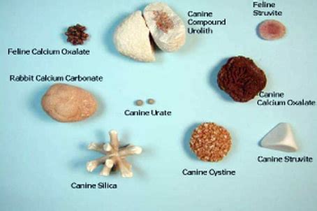 What Causes Crystals In A Dogs Urine