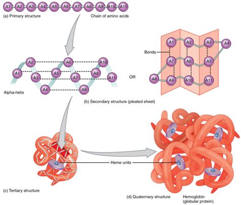 Do Proteins Contain Nitrogen: 9 Facts You Should Know – Lambda Geeks