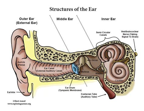 Anatomy Of The Human Ear