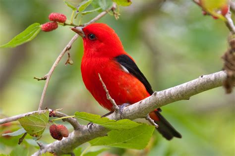 A cup of joe that’s also good for the birds | Smithsonian Institution