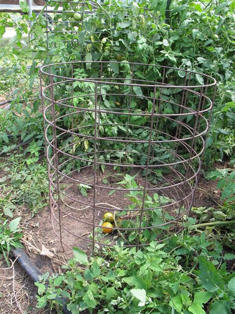 Tomato Cages, Stakes or Trellises: Which is best for Supporting ...