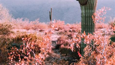 How Often Do Cactus Bloom? (Here's What You Should Know)