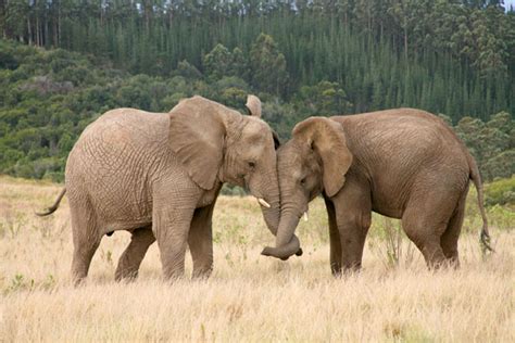 Knysna Elephant Park « Knysna Elephant Park Plett - African Elephant ...