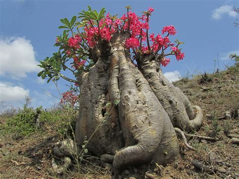 Rosa del desierto, Falso árbol baobab - Consejos para mi huerto