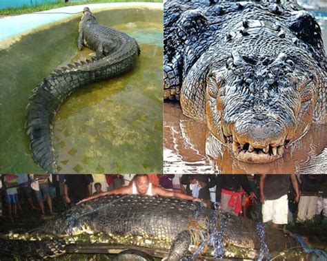 Lolong a Salt water Crocodile is currently the Largest Crocodile in the ...