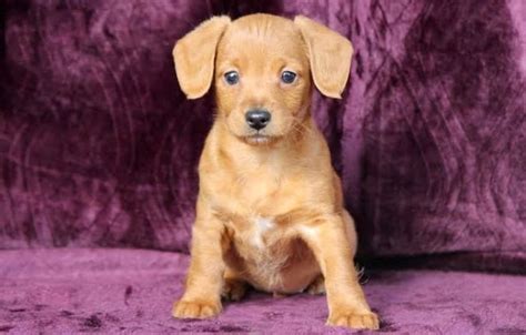 Dachshund Mix Puppies For Sale | Puppy Adoption | Keystone Puppies